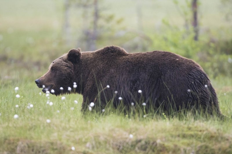 Медведь загнал отбивавшегося петардами россиянина на дерево и съел его продукты