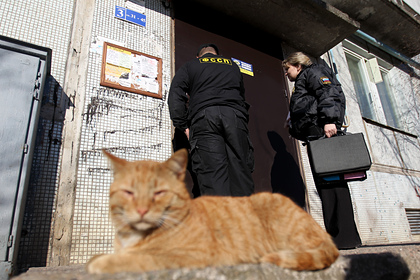 Выбросивший кота из окна ради спасения кошки россиянин получил штраф