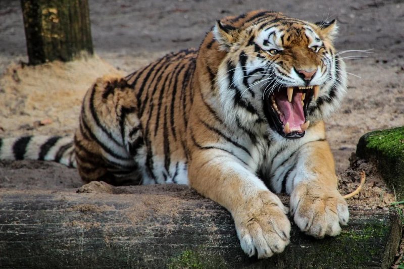 В российском зоопарке тигр откусил годовалому ребенку палец