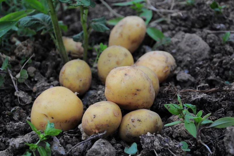 Россиян предупредили о возможной нехватке картофеля