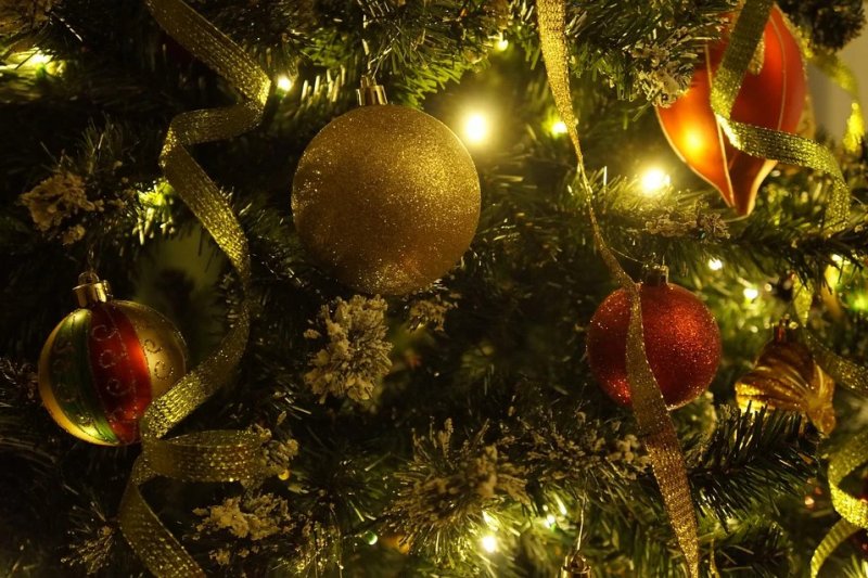 Названы главные правила выбора новогодней елки