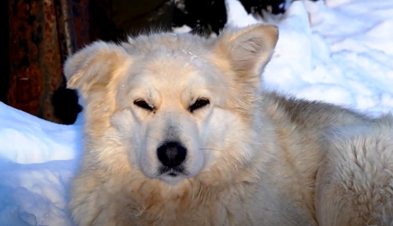 Россияне дали советы хозяевам собак-вандалов