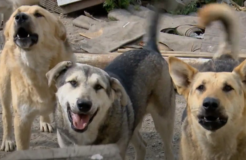 Бездомные собаки насмерть загрызли россиянина около гаражей