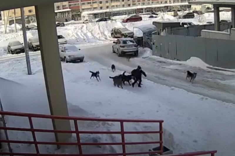 Нападение стаи бездомных собак на ребенка в российском городе попало на видео