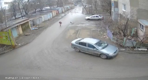 Нападение стаи бродячих собак на российскую школьницу во дворе попало на видео