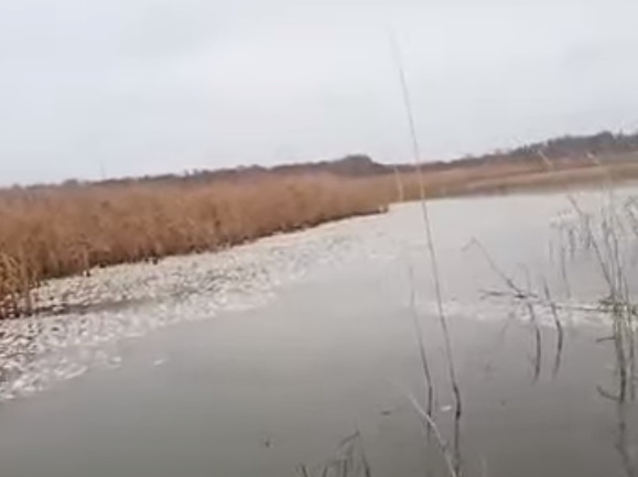 Полное мертвой рыбы озеро в российском регионе показали на видео